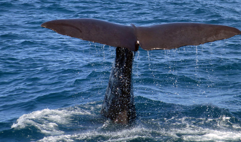 Sperm Whales - SEASWAP